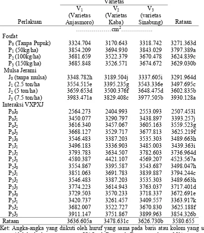 Tabel 5. Total luas daun (cm2) pada perlakuan varietas, fosfat dan mulsa jerami pada umur 72 HST
