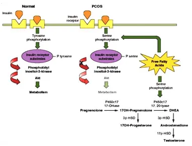 Gambar 2.4. Mekanisme resistensi insulin19. 