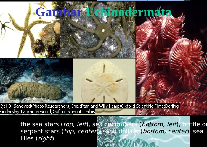 Gambar Echinodermata