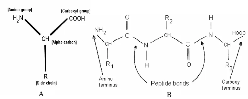 Gambar 1. Struktur dasar asam amino (A) dan ikatan peptida yang terbentuk (B) 