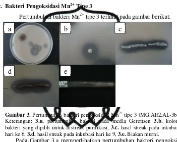 Gambar 3. Pertumbuhan bakteri pengoksidasi Mn2+ tipe 3 (MG.Alf2.AI.-3b). 