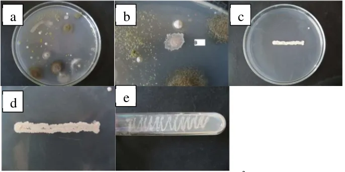 Gambar 4. Pertumbuhan bakteri pengoksidasi Fecommit to user 2+ strain Sphaerotilus sp