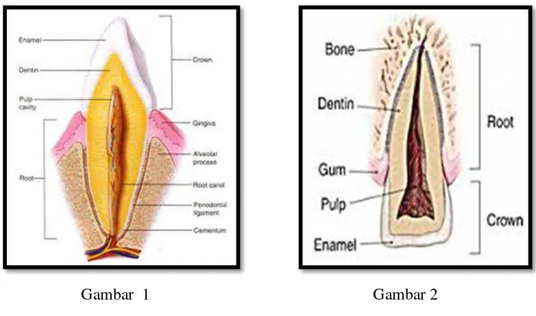 Gambar 1 :  Anatomi Gigi Kaninus 14 Gambar 2 :  Anatomi Gigi Insisivus 14 
