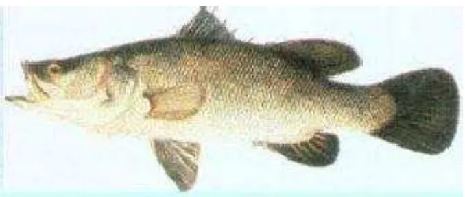 Gambar 1. Ikan Kakap Putih atau baramundi 