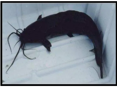 Gambar 1. Ikan Lele Lokal (Clarias batrachus) 