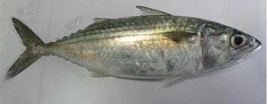 Gambar 1 Ikan kembung banyar (Rastrelliger kanagurta) 
