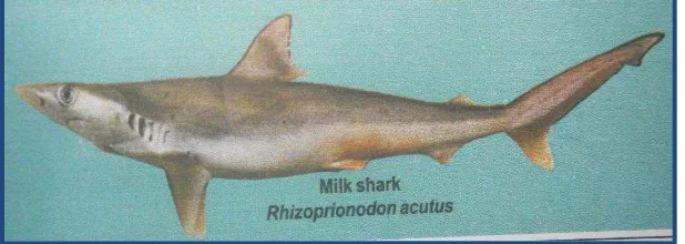 Gambar 1. Bentuk ikan cucut jenis Rhizoprionodon acutus 