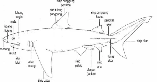 Gambar 2. Morfologi Ikan Cucut 