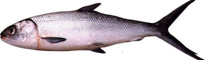 Gambar 1. Ikan Bandeng (Channos channos Forsk) 