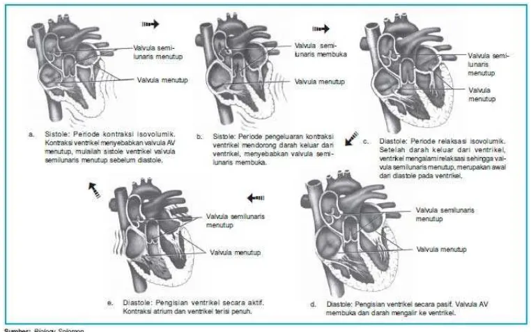 Gambar 1. Sistem sirkulasi darah pada jantung.19 