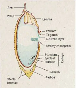 Gambar 3.1. Struktur Gabah Tanaman Padi 