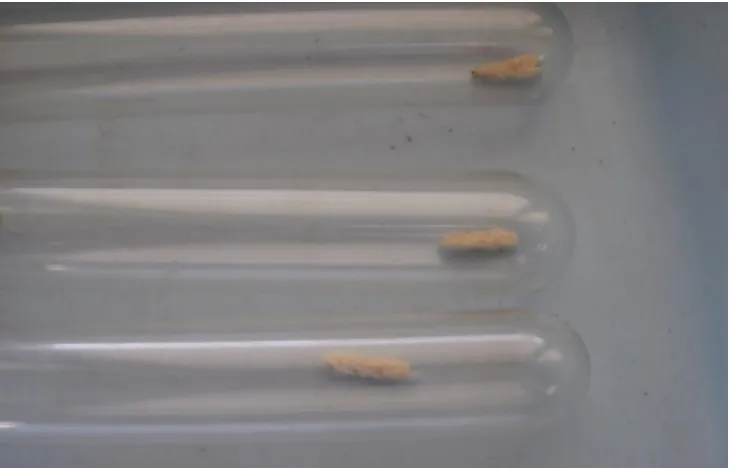 Gambar 3.  Kelompok kokon C. flavipes dimasukkan dalam tabung gelas untuk memastikan bahwa parasitoid berkembang dengan baik 