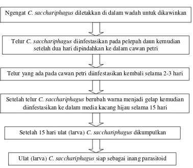 Gambar 7.  Larva C. sacchariphagus yang dikumpulkan digunakan sebagai inang parasitoid C