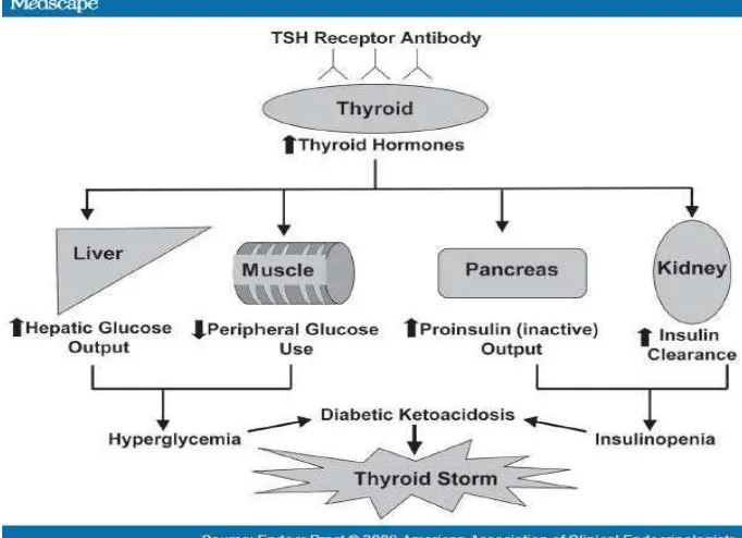 Gambar.2.2 Pengeluaran hormon tiroid pada berbagai sistem organ pada  