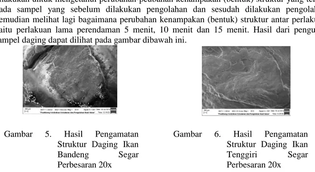 Gambar  5.  Hasil  Pengamatan  Struktur  Daging  Ikan  Bandeng  Segar  Perbesaran 20x 