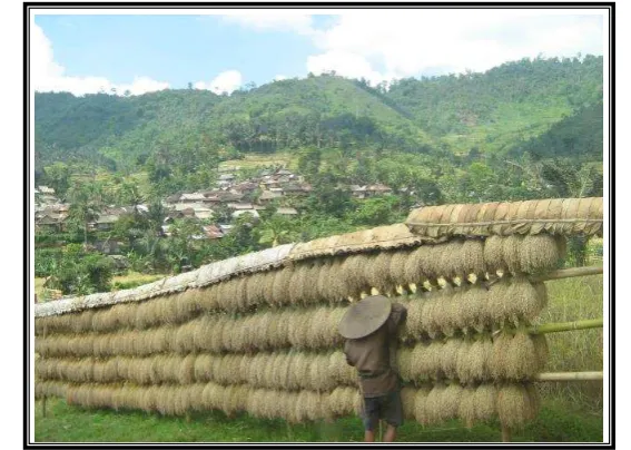 Gambar 7: Hasil panen yang melimpah 