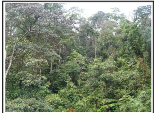 Gambar 1 : Vegetasi di Gunung Halimun 