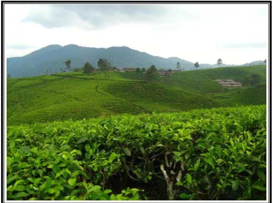 Gambar 3 : Indahnya perkebunan teh Nirmala 