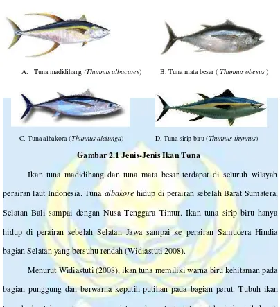 Gambar 2.1 Jenis-Jenis Ikan Tuna 