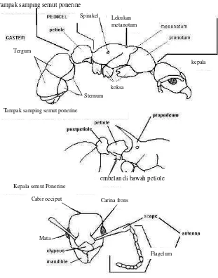 Gambar 1. Morfologi semut (Bolton, 1995) 