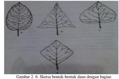 Gambar 2. 6: Sketsa bentuk-bentuk daun dengan bagian      yang terlebar  di bawah tengah-tengah  