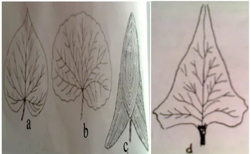 Gambar 2.7 :Sketsa bentuk-bentuk daun dengan bagian yang terlebar  di bawah tengah-tengah dengan pangkal yang bertoreh  a