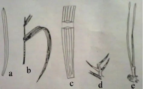 Gambar 2.8 : Sketsa bangun daun yang dari pangkal ke ujung             sama lebar 