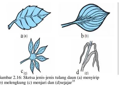 Gambar 2.16: Sketsa jenis-jenis tulang daun (a) menyirip                (b) melengkung (c) menjari dan (d)sejajar 35