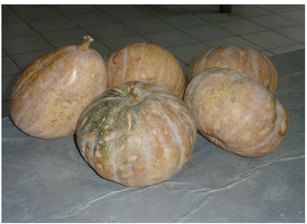 Gambar 2. Buah labu kuning (Cucurbita maxima) 