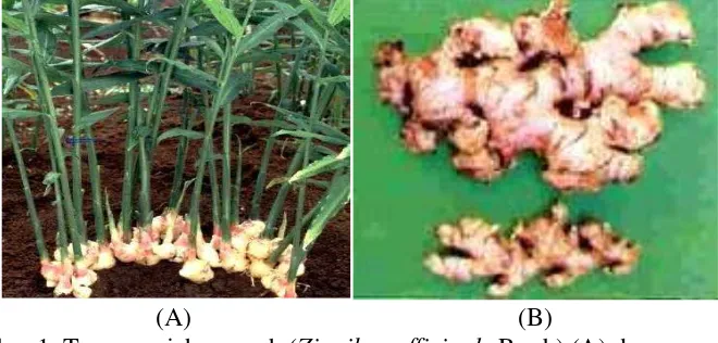 Gambar 1. Tanaman jahe merah (Zingiber officinale                   Rimpang jahe merah (Roxb) (A) dan Zingiber officinale Roxb) (B) (Rahayu,2010) 