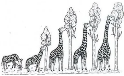 Gambar tersebut menunjukkan pendapat Lamarck tentang panjang leher jerapah. Menurut 