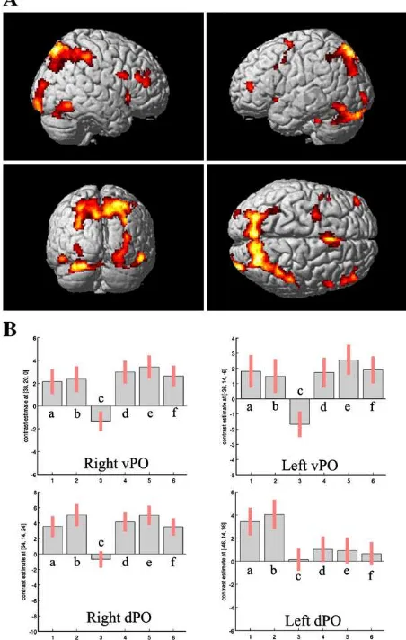 Fig. 2. (A) Brain regions that were more active while subjects viewed stimuli they hadrecently learned by trial and error or by observation than while viewing control stimuli(arrows; pb0.01 FDR corrected, cluster size N10 functional voxels)
