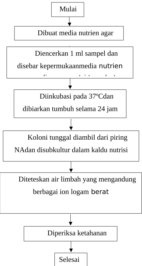 Gambar 2.1 Flowchart Isolasi dan Identifikasi Bakteri dan Pengamatan