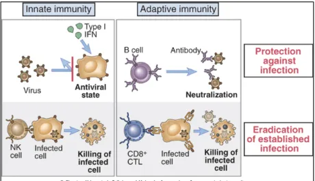 Gambar 1. Respons imun terhadap virus  5  Definisi 