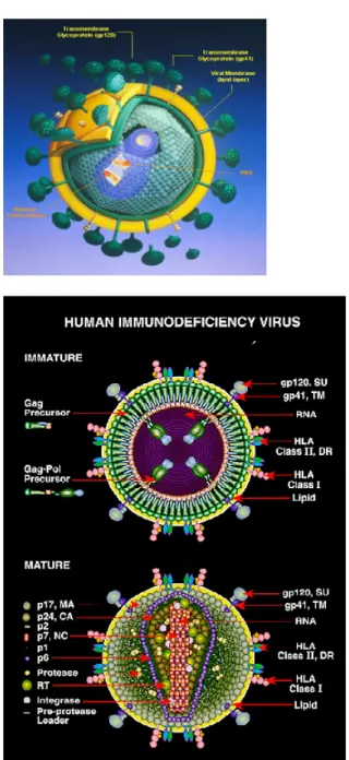 Gambar 2. Virus HIV  12  Imunopatogenesis  