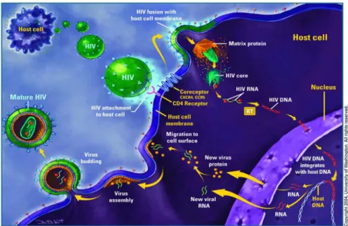 Gambar 3. Mekanisme HIV masuk ke dalam sel CD4  12  KategorI Imunologi HIV anak-anak  