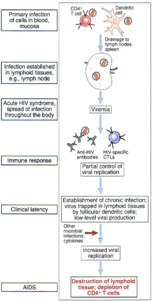 Gambar 1. Imunopatogenesis infeksi HIV.  16
