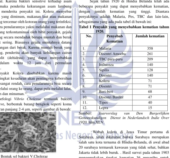 Gambar 3.1 Bentuk sel bakteri V.Cholerae  