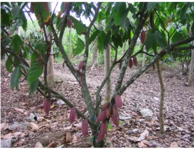 Gambar 2. Tanaman kakao dengan buahnya yang menempel pada batang  (cauliflor). 