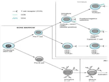 Gambar 2.2 Perkembangan sel-sel yang diperantarai sel dan imunitas    humoral (Lake, 2004)
