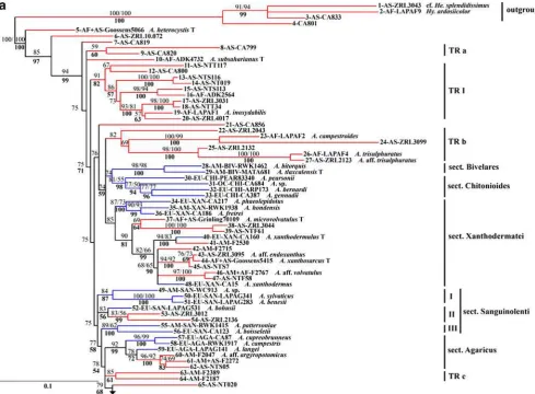 Fig. 1 Most likely ML phylogram based on ITS1+2 sequences ofare: the number of the species (outgroups from 1 to 4;124 species of Agaricus