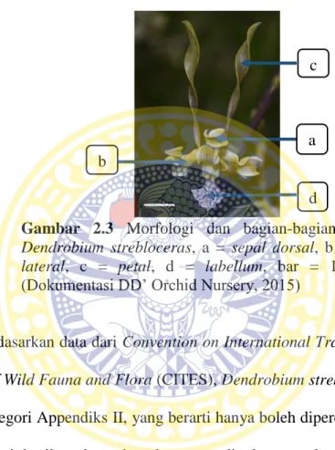 Gambar  2.3  Morfologi  dan  bagian-bagian  bunga  Dendrobium  strebloceras,  a  =  sepal  dorsal,  b  =  sepal  lateral,  c  =  petal,  d  =  labellum,  bar  =  1,89  cm  (Dokumentasi DD’ Orchid Nursery, 2015) 