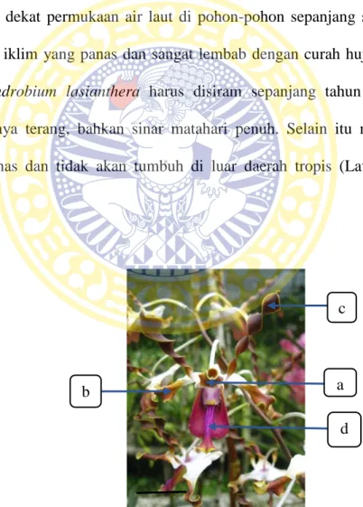 Gambar  2.5  Morfologi  dan  bagian-bagian  bunga  Dendrobium  lasianthera, a = sepal dorsal, b = sepal lateral, c = petal, d = labellum,  bar = 1,46 cm (Dokumentasi DD’ Orchids Nursery, 2015) 