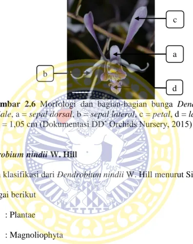 Gambar  2.6  Morfologi  dan  bagian-bagian  bunga  Dendrobium  liniale, a = sepal dorsal, b = sepal lateral, c = petal, d = labellum,  bar = 1,05 cm (Dokumentasi DD’ Orchids Nursery, 2015) 