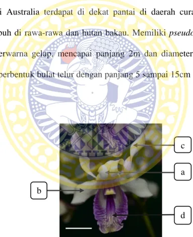 Gambar  2.7  Morfologi  dan  bagian-bagian  bunga  Dendrobium  nindii, a = sepal dorsal, b = sepal lateral, c = petal, d = labellum,  bar = 0,96 cm (Dokumentasi DD’ Orchids Nursery, 2015) 