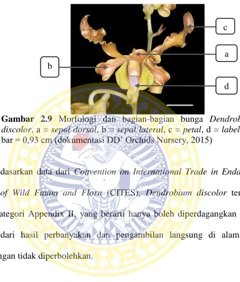 Gambar  2.9  Morfologi  dan  bagian-bagian  bunga  Dendrobium  discolor, a = sepal dorsal, b = sepal lateral, c = petal, d = labellum,  bar = 0,93 cm (dokumentasi DD’ Orchids Nursery, 2015) 