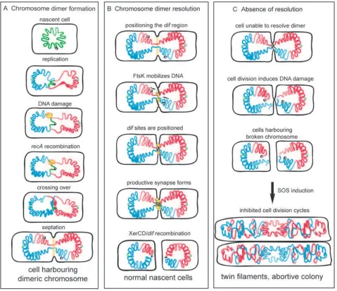 Fig. 1. Chromosome dimers and the cell cycle. The cartoons represent a recombination, allowing normal cell division.Right