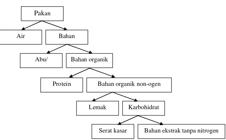 Gambar 5.  Bagan zat makanan dalam pakan menurut Metode Proksimat 