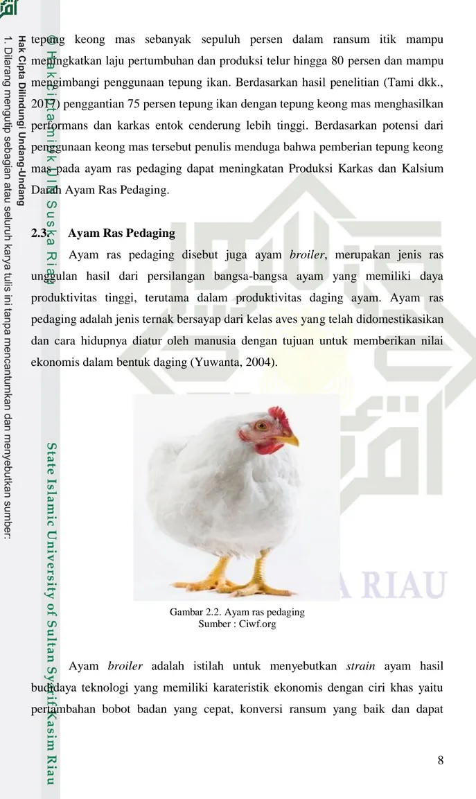 Gambar 2.2. Ayam ras pedaging  Sumber : Ciwf.org 