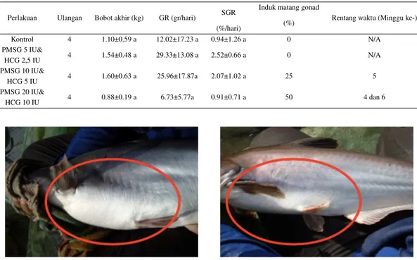 Tabel 2 Hasil pemeliharaan induk ikan patin siam Pangasianodon hypophthalmus dengan penyuntikan PMSG dan pemberian vitamin mix pada pakan